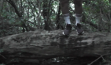 Thicket